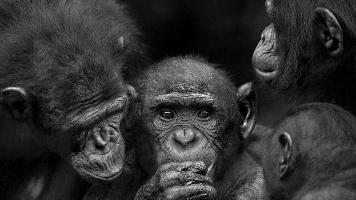Las fotografías de gorilas de Isabel Muñoz ocuparán la Sala Pieza Única.-Isabel Muñoz