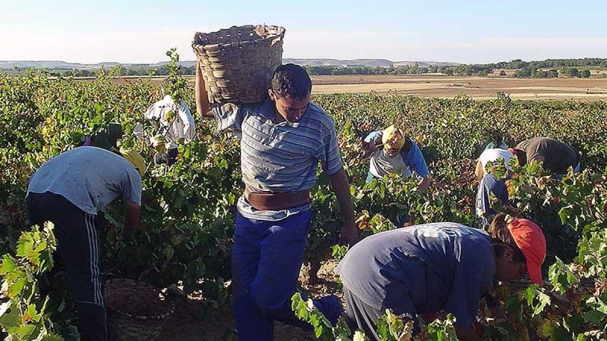 El grupo pide la implicación de la Junta y de la Diputación en la cuestión de los temporeros en la vendimia ribereña.-L. V.