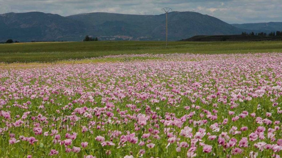 Campo de adormidera en la Bureba-G. G.