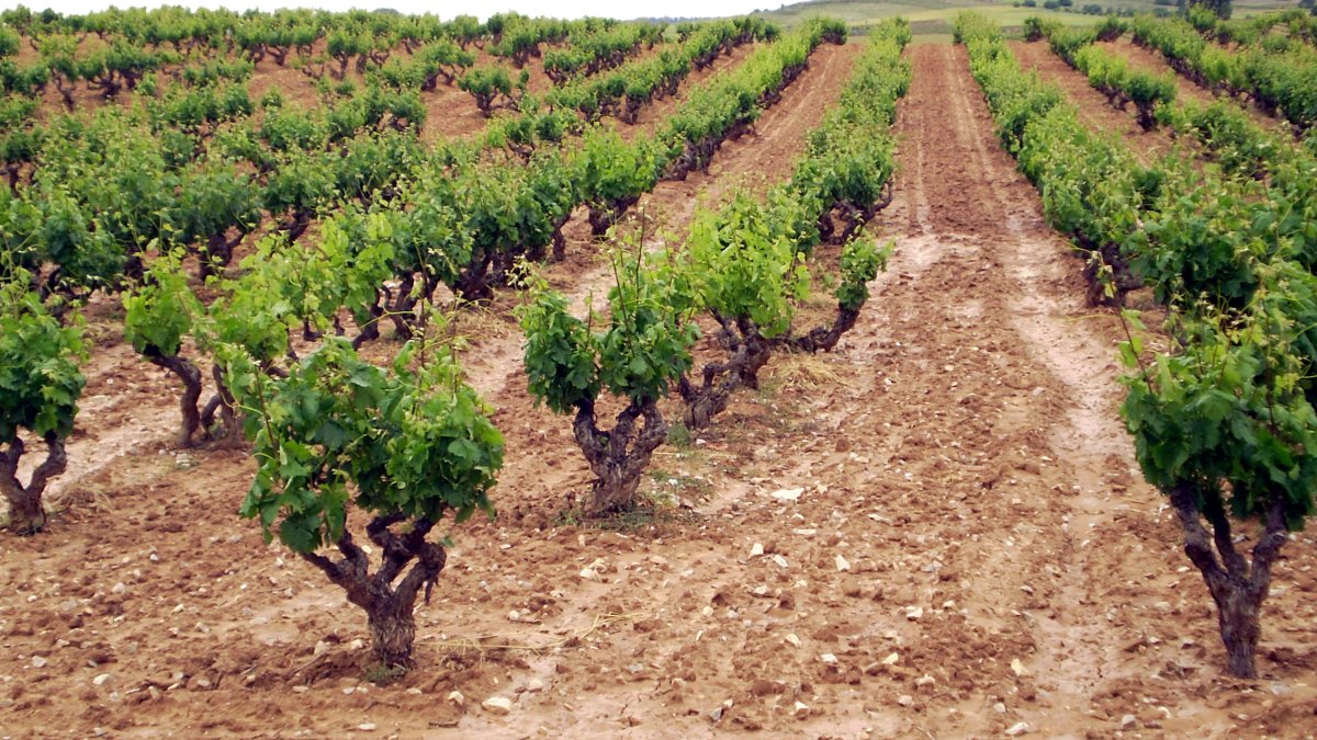 Una de cada cuatro bodegas de Ribera todavía no exporta. L. V.