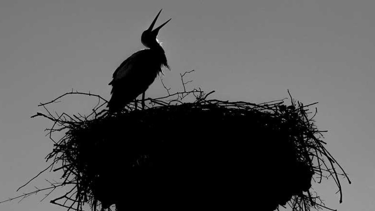 Una de las imágenes de la muestra.-F. Álvarez