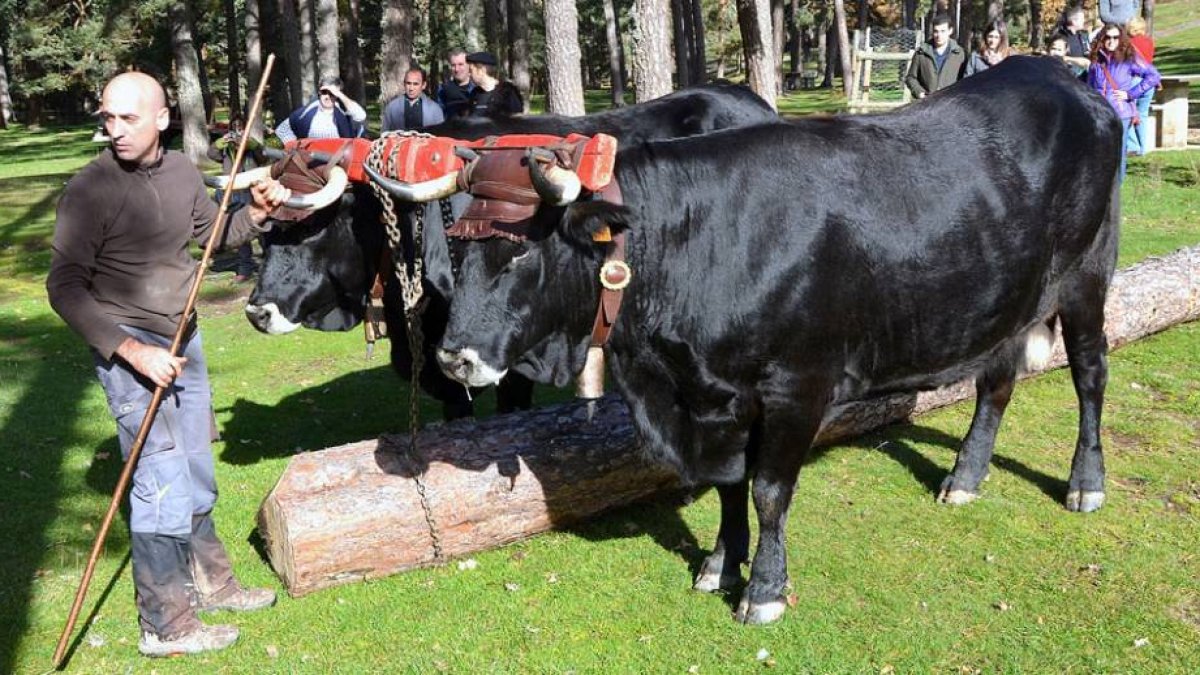 El principal objetivo de este encuentro es revivir antiguas tradiciones que hace siglos formaban parte del día a día de la comarca serrana-R.F.