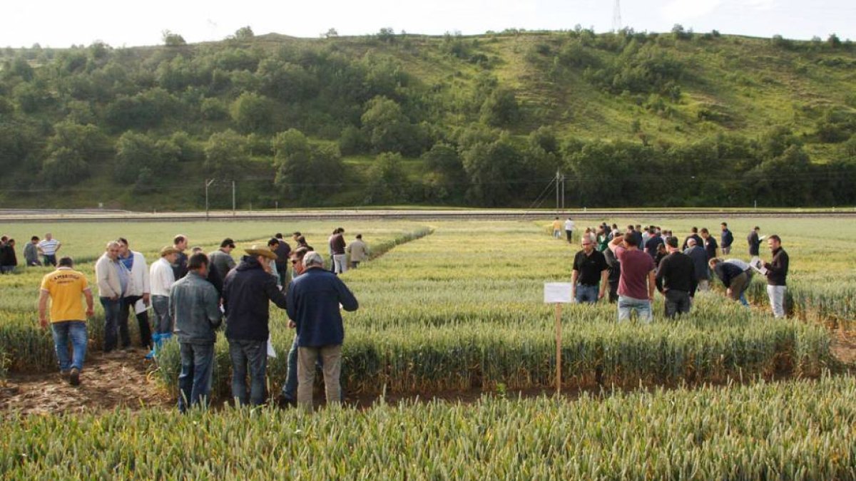 Los agricultores recorrieron con detalle los ‘pasillos’ de cereales.-G. G.