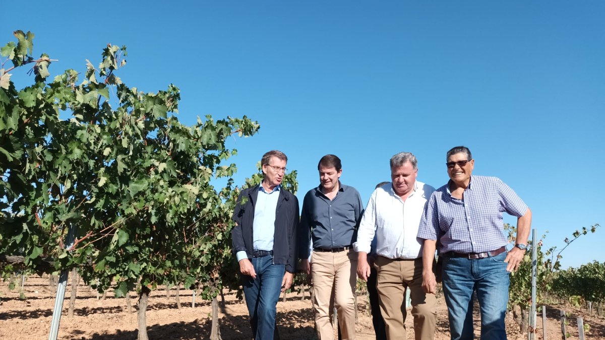Feijoo ha visitado un viñedo junto al presidente del Consejo Regulador Ribera y el presidente regional