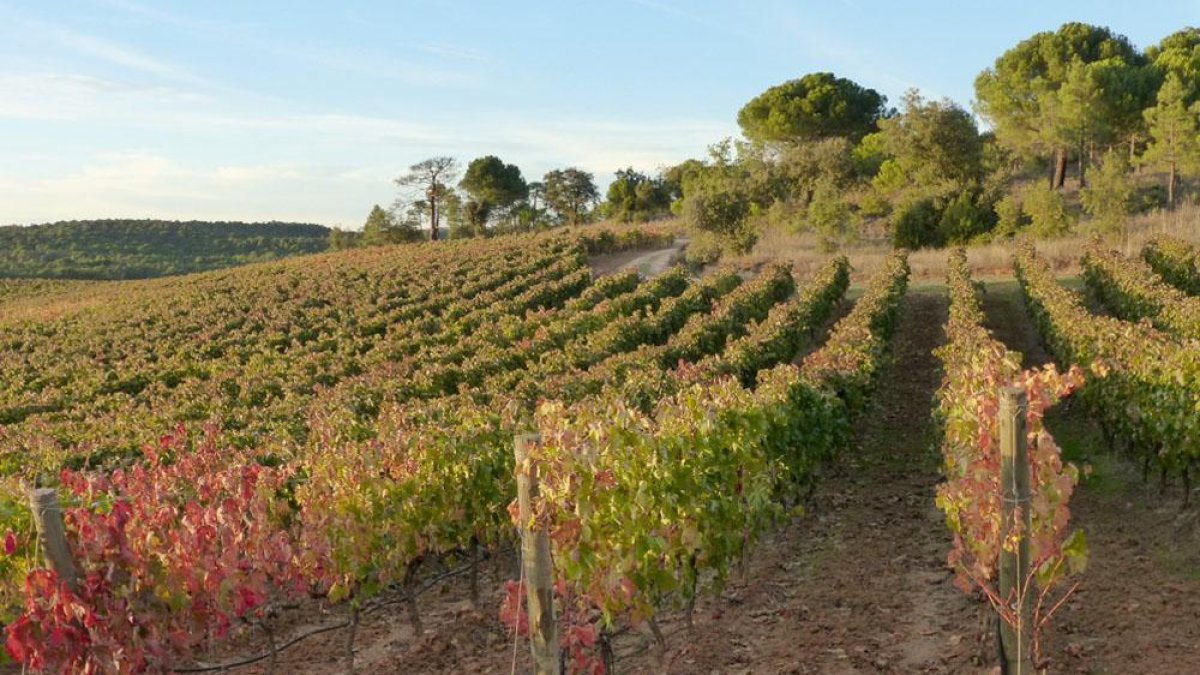 Viñedos en las cercanías de la localidad ribereña de La Horra.