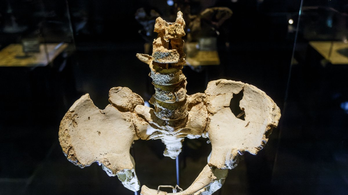 La pelvis Elvis ha cambiado su posición expositiva en el Museo de la Evolución Humana para incorporar sus cinco vértebras. SANTI OTERO