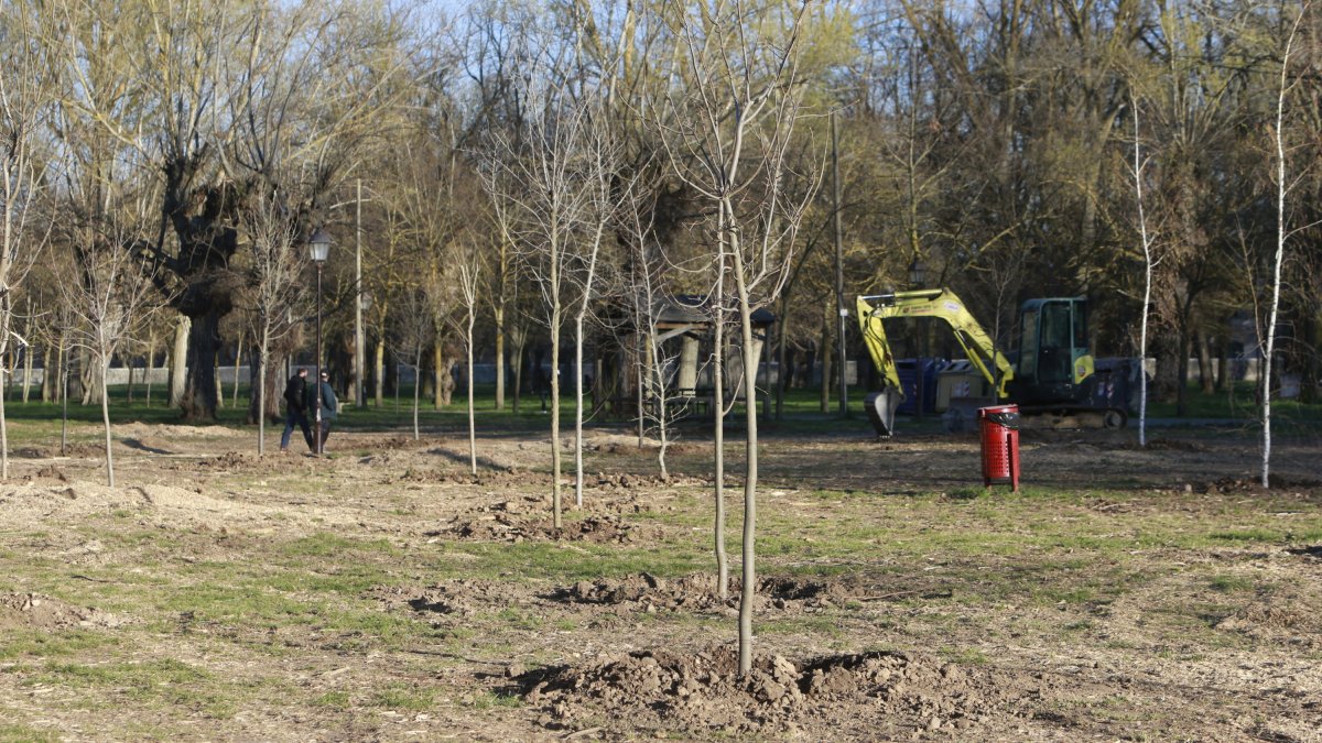 Imagen de reforestación en el Parral. RAÚL G. OCHOA