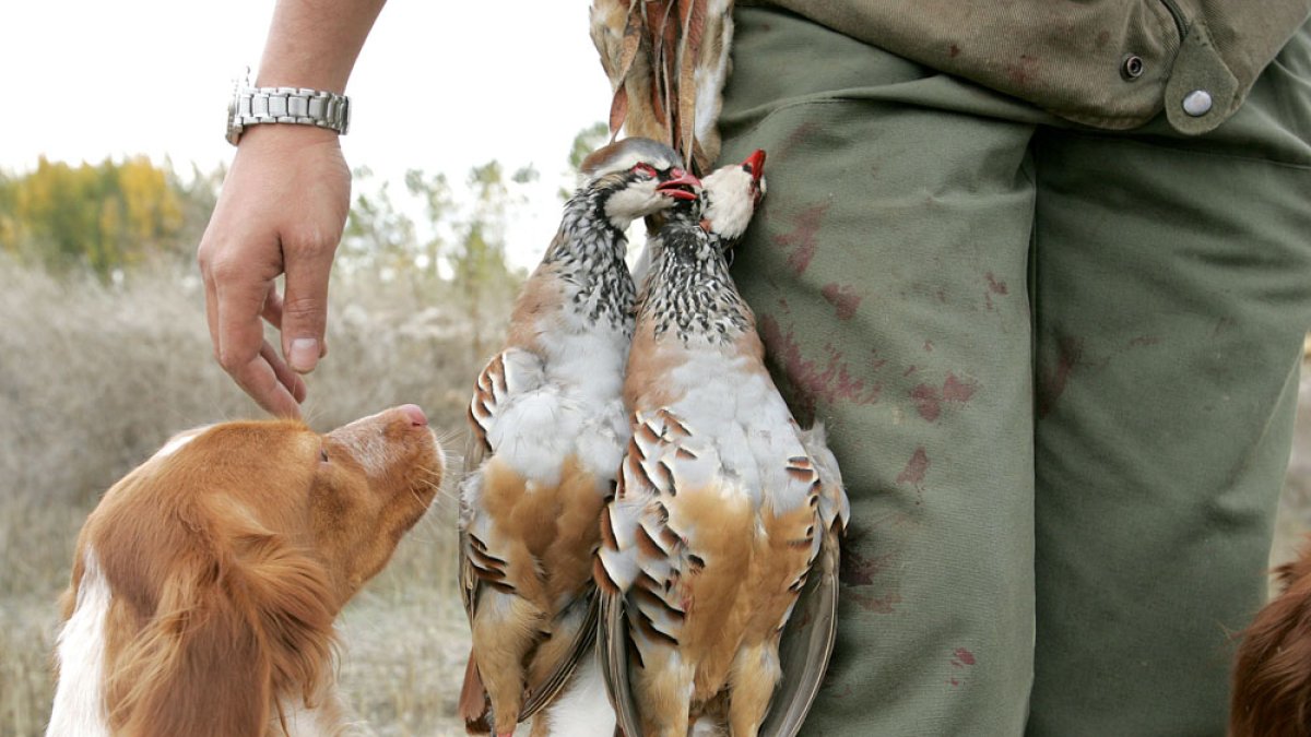 Cazador con capturas de perdices. TOÑO GALLEGO