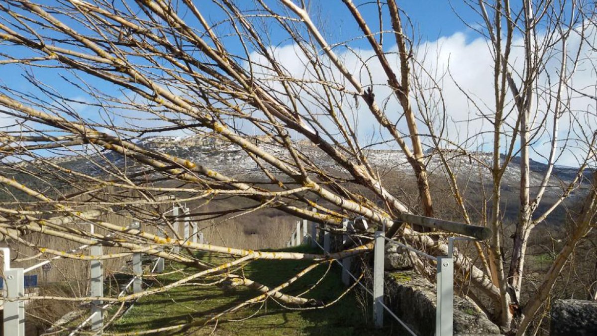 El puente de Villanueva Rampalay sufre graves daños desde hace años por varios árboles que comprimen su estructura.-ECB