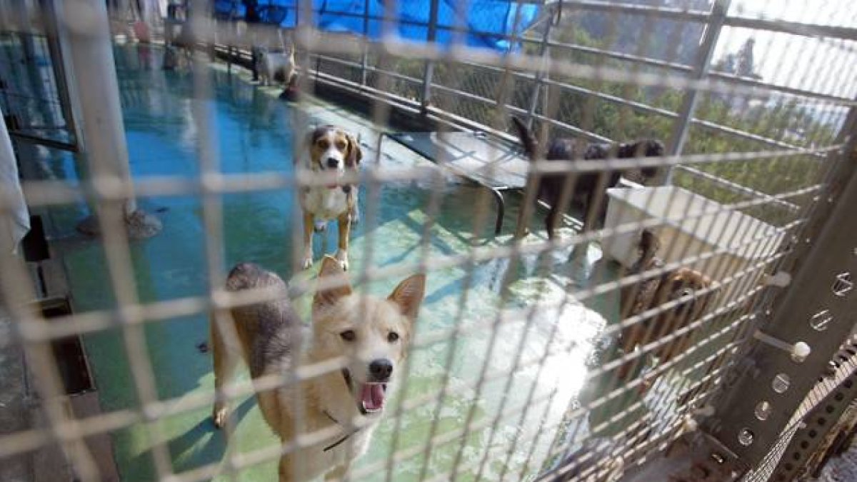 Sociedad Rincón, liga protectora de animales y plantas. Foto de archivo.-Foto: DANNY CAMINAL