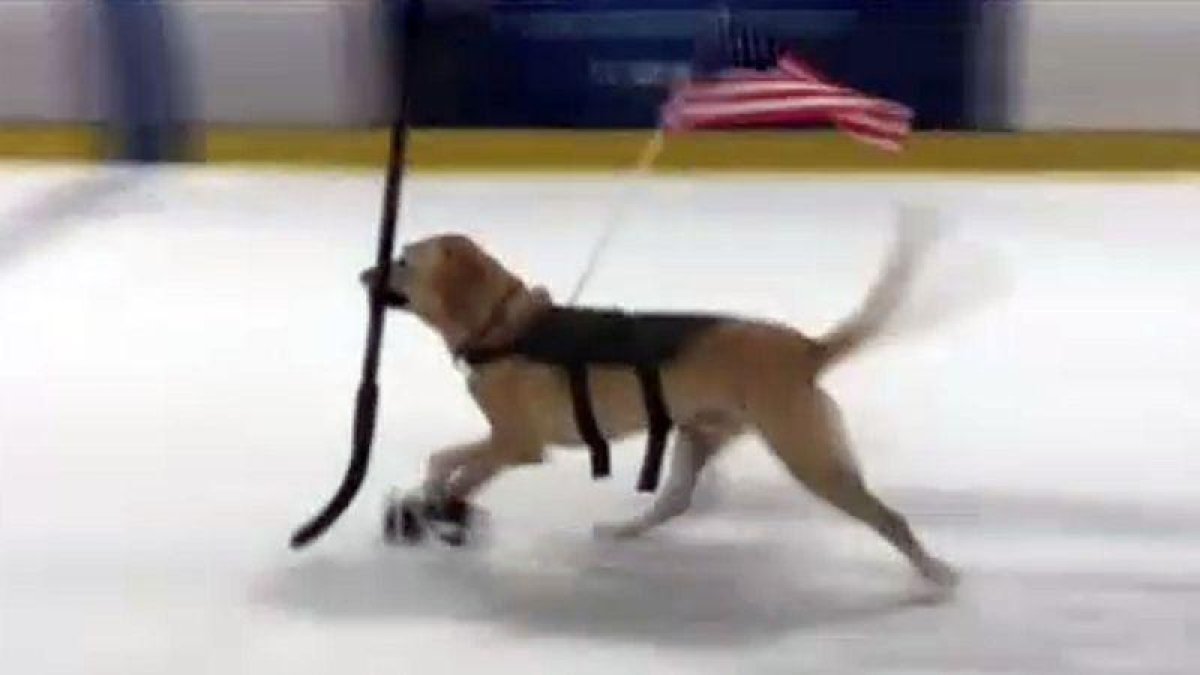 Un perro se convierte en una estrella del patinaje sobre hielo en Las Vegas.-ATLAS