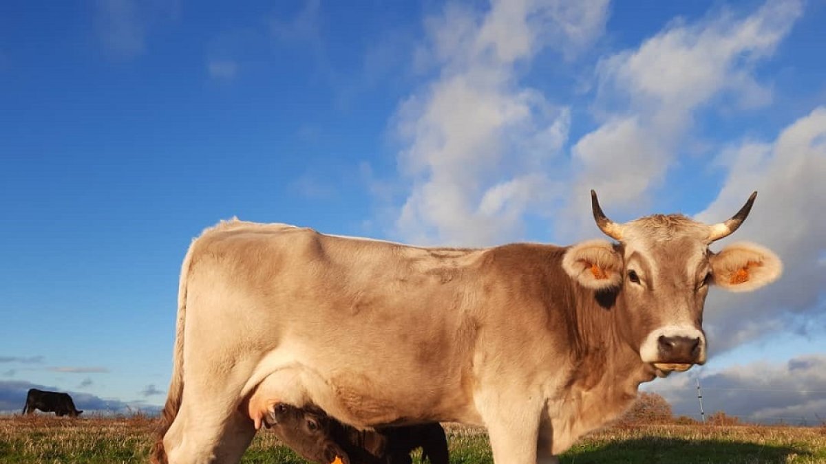 Uno de los ejemplares de la Granja Zael, que trabaja con Casinas y un semental de raza Angus | GRANJA ZAEL