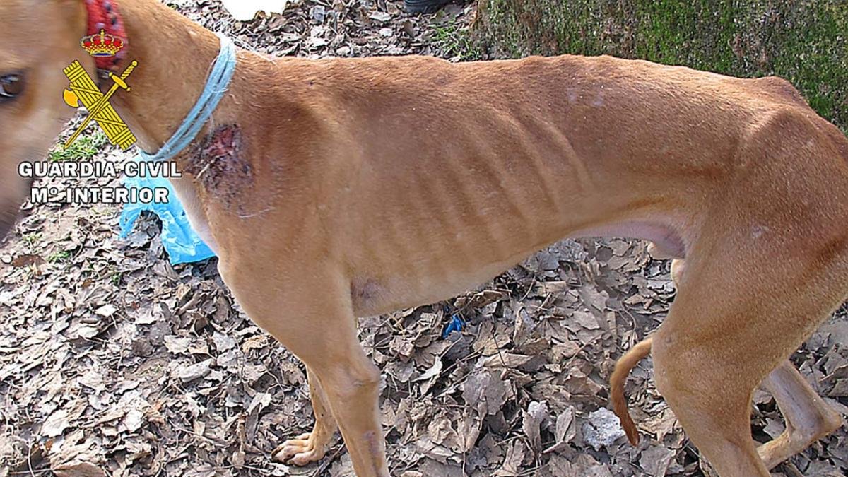 Imagen de uno de los perros intervenidos.-GUARDIA CIVIL