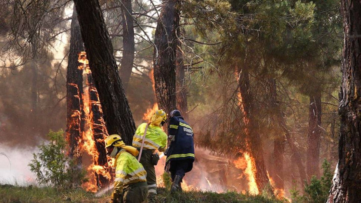 La alta inflamabilidad de lospinos permite una rápida progresión del fuego.-ECB