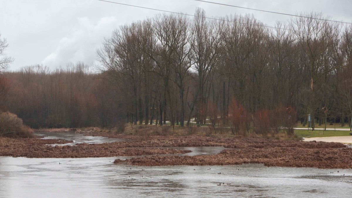El PP señala que la tala prevista en Fuentes Blancas es una «actividad rutinaria». RAÚL G. OCHOA