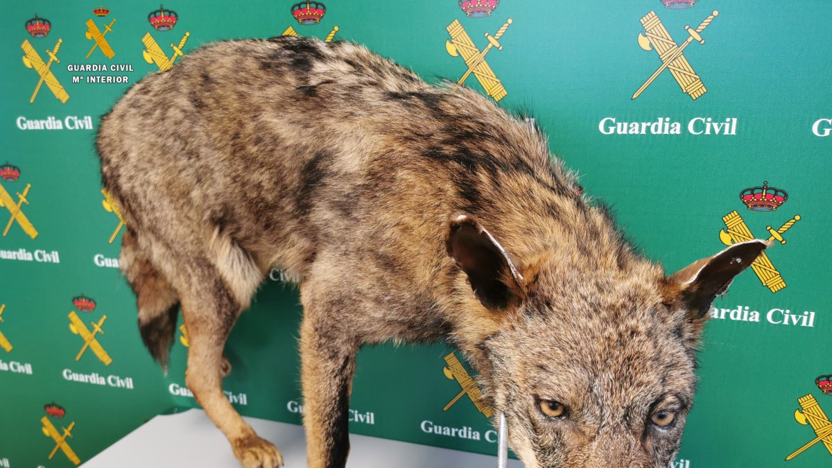 Los agentes se han incautado de un lobo entero naturalizado. GUARDIA CIVIL