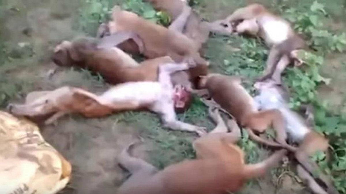 La docena de monos muertos en la India por un ataque al corazón-