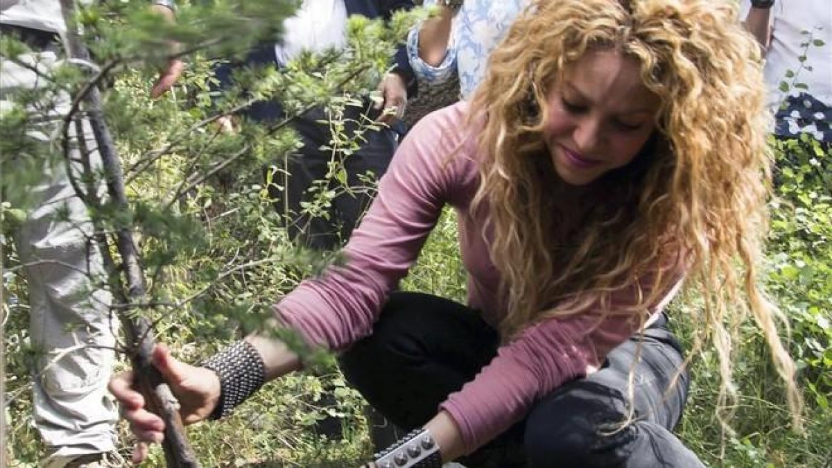 Shakira planta un árbol en la reserva de cedros de Tannurin, en Líbano. AP / ERICK DEEB-AP / ERICK DEEB