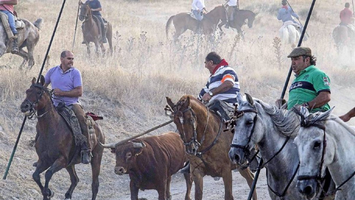 Los caballistas conducen con sus garrochas a uno de los astados de Blázquez y Rein por el tramo campero del encierro de Cuéllar.-Ical