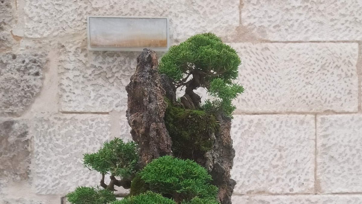 La 35 edición de la Exposición Bonsái Burgos, organizado por la Asociación Cultural Bonsái de Burgos, vuelve a su cita con el patio del Monasterio de San Juan. 47 esculturas vegetales cuidadas al más mínimo detalle, y una treintena de rocas esculpidas por la naturaleza que permiten adivinar formas, personas o animales. Es la técnica del Suiseki. Todas ellas pueden verse hasta el 9 de octubre en el Monasterio de San Juan.