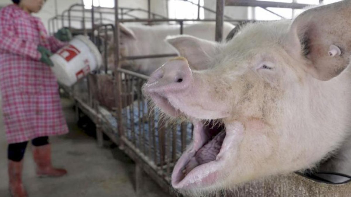 Las explotaciones de porcino de España destacan por su profesionalidad y concienzudas medidas de seguridad en materia sanitaria.-ECB