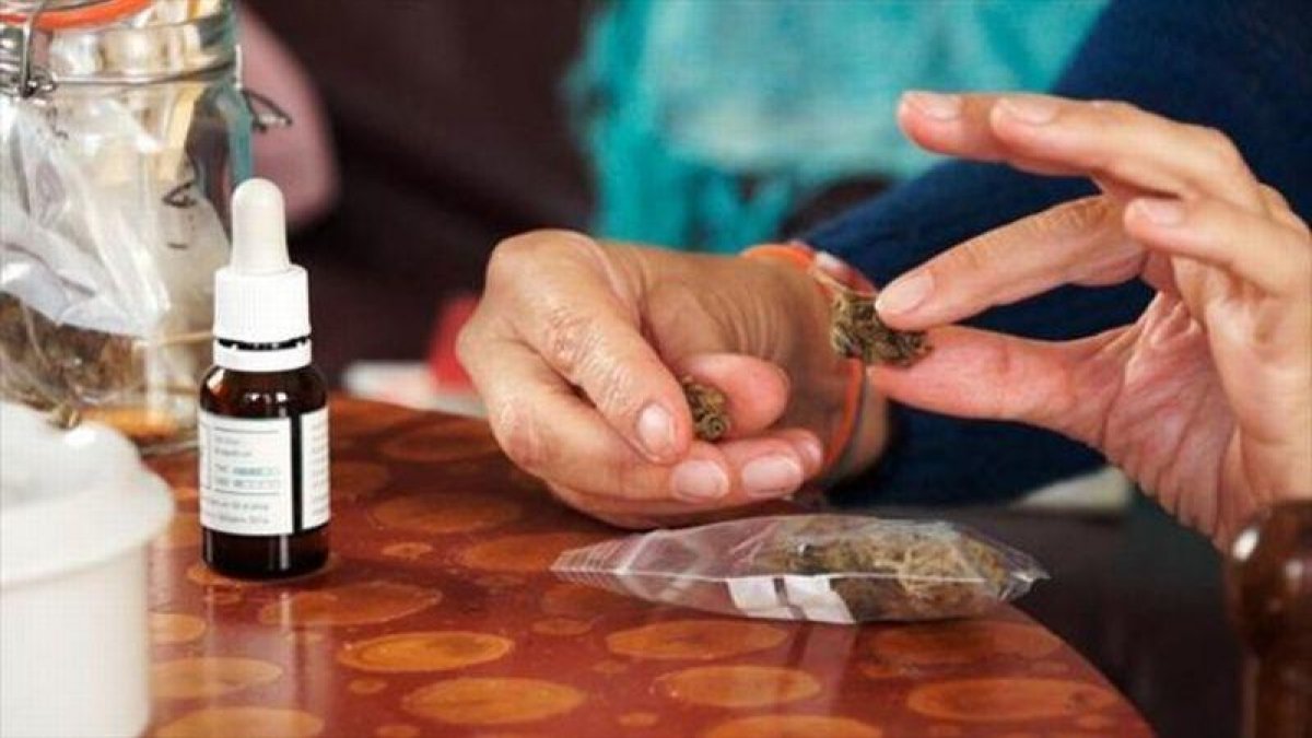DOBLE ARMA. Una imagen del reportaje Marihuana, entre el verí i el fàrmac, de Sense ficció.-EL PERIÓDICO