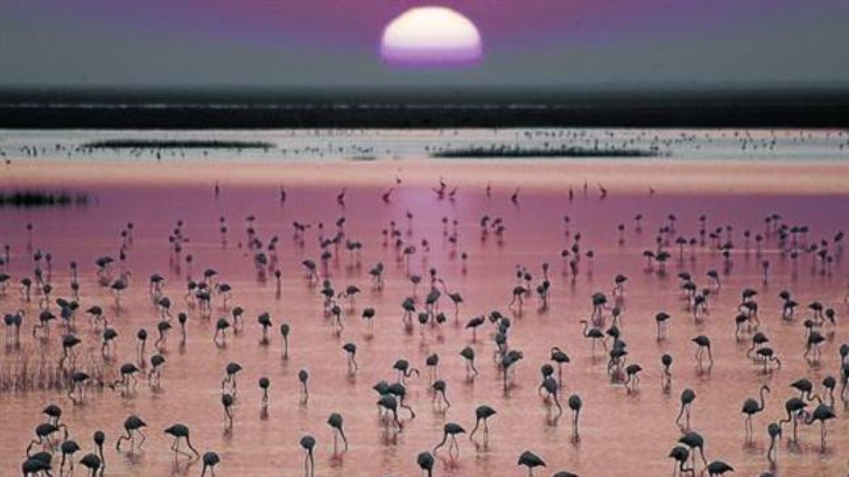 Flamencos en las marismas de Doñana.-Foto: CSIC / VICTORIA MUÑOZ