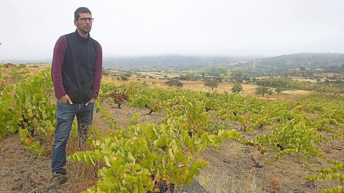 José Benéitez observa el paisaje entre las cepas de una viña vieja acogida a la DOPArribes.-EL MUNDO