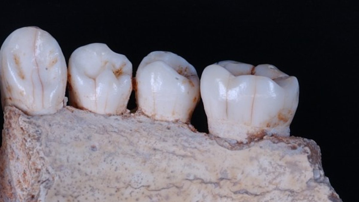 Fragmento de mandíbula AT-2, recuperada en 1976 entre los sedimentos removidos. Mario Modesto