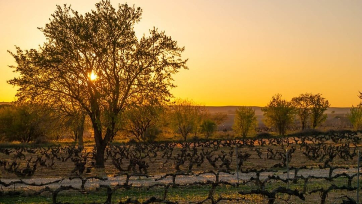 Imagen de un viñedo de la Ribera del Duero. Foto cedida por Consejo Regulador