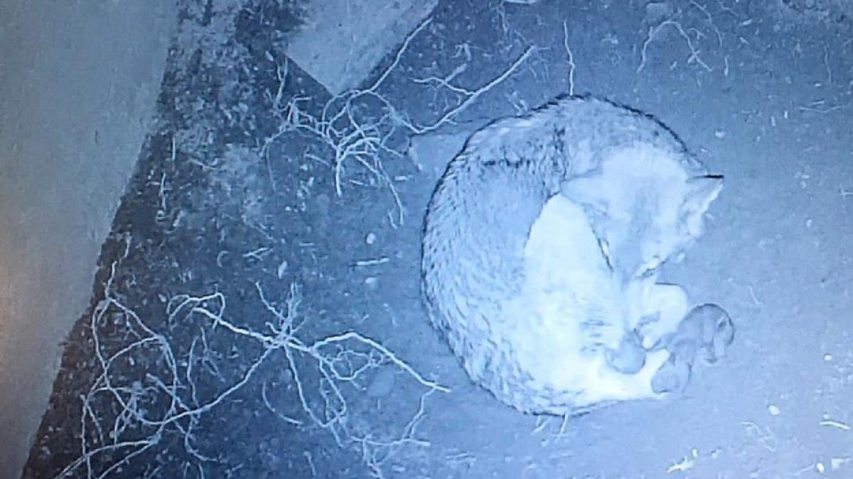Imagen de ‘Dakota’, una loba del Centro del Lobo Ibérico de Castilla y León, situado en Robledo de Sanabria.-ICAL