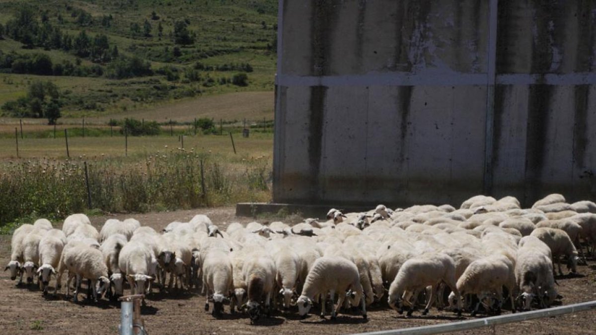 El respeto a la alimentación natural es la base de la ganadería ecológica de Barcina de los Montes.-G.G.