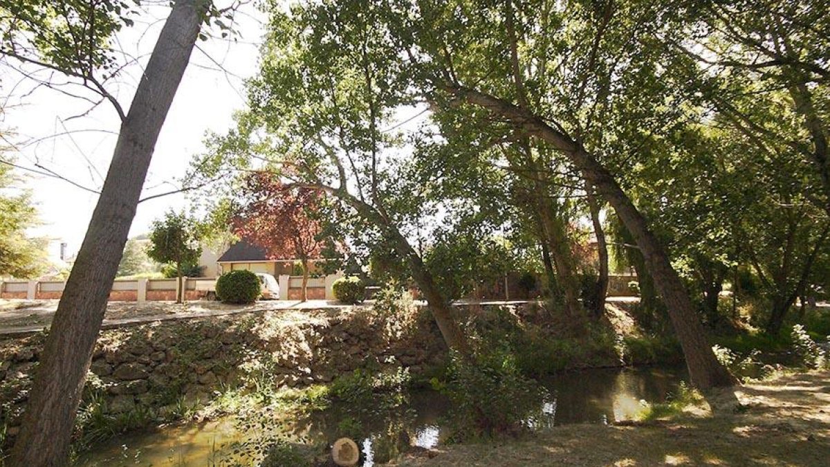 La inclinación de los árboles sobre el paseo peatonal es visible.-G.G.