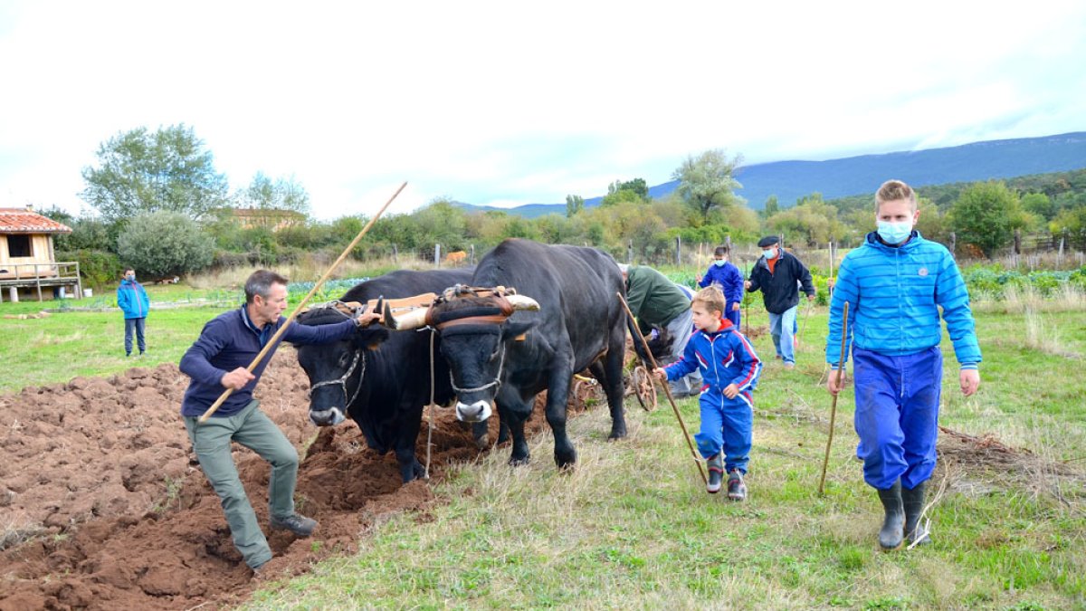 Imagen de una demostración de arado con vacas serranas. R. FERNÁNDEZ