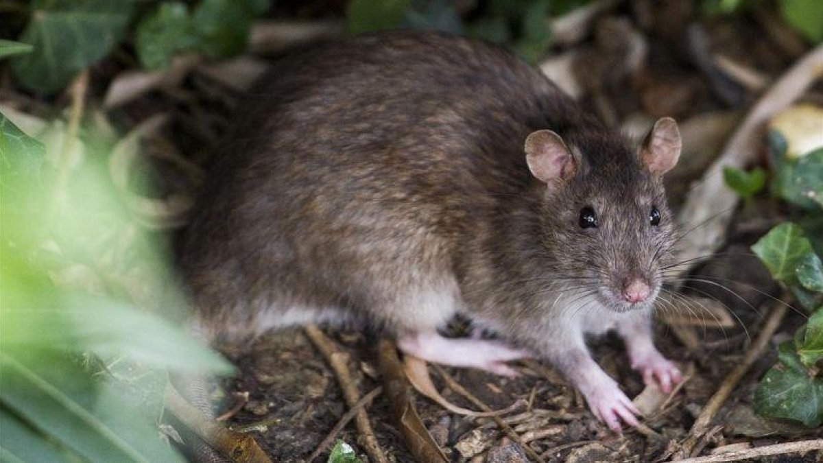 Una de las ratas que se asoman al parque de la Ciutadella.-JORDI COTRINA