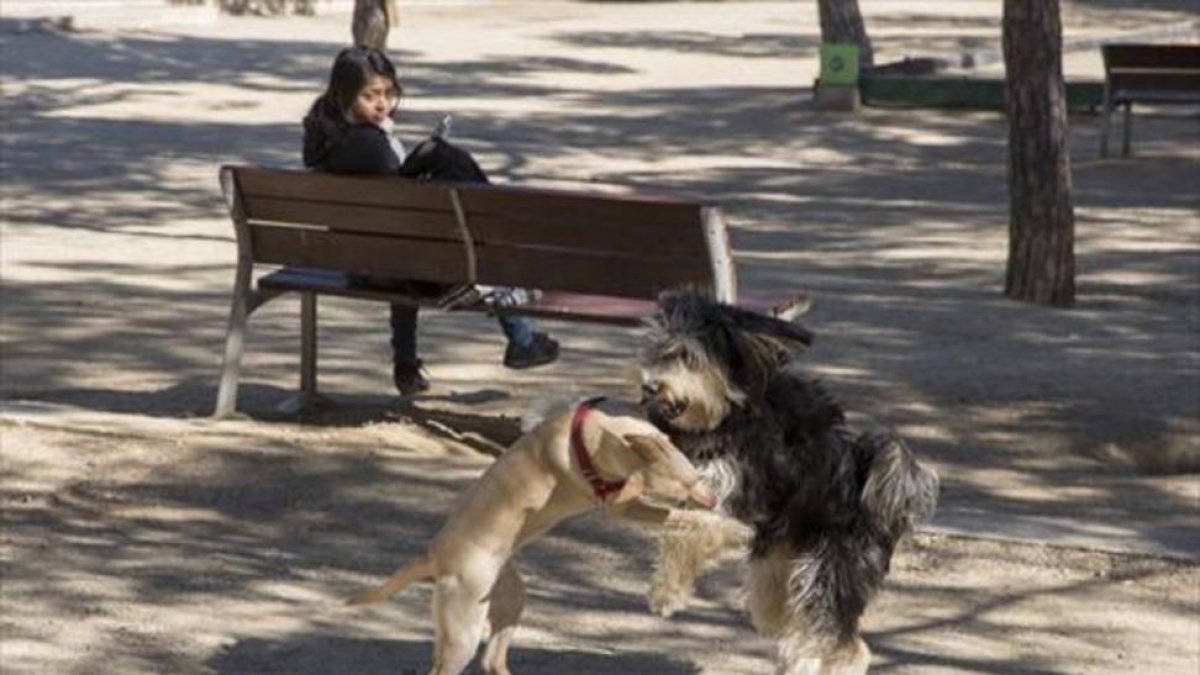 Dos perros sueltos juegan en un parque.-/ JOSEP GARCÍA