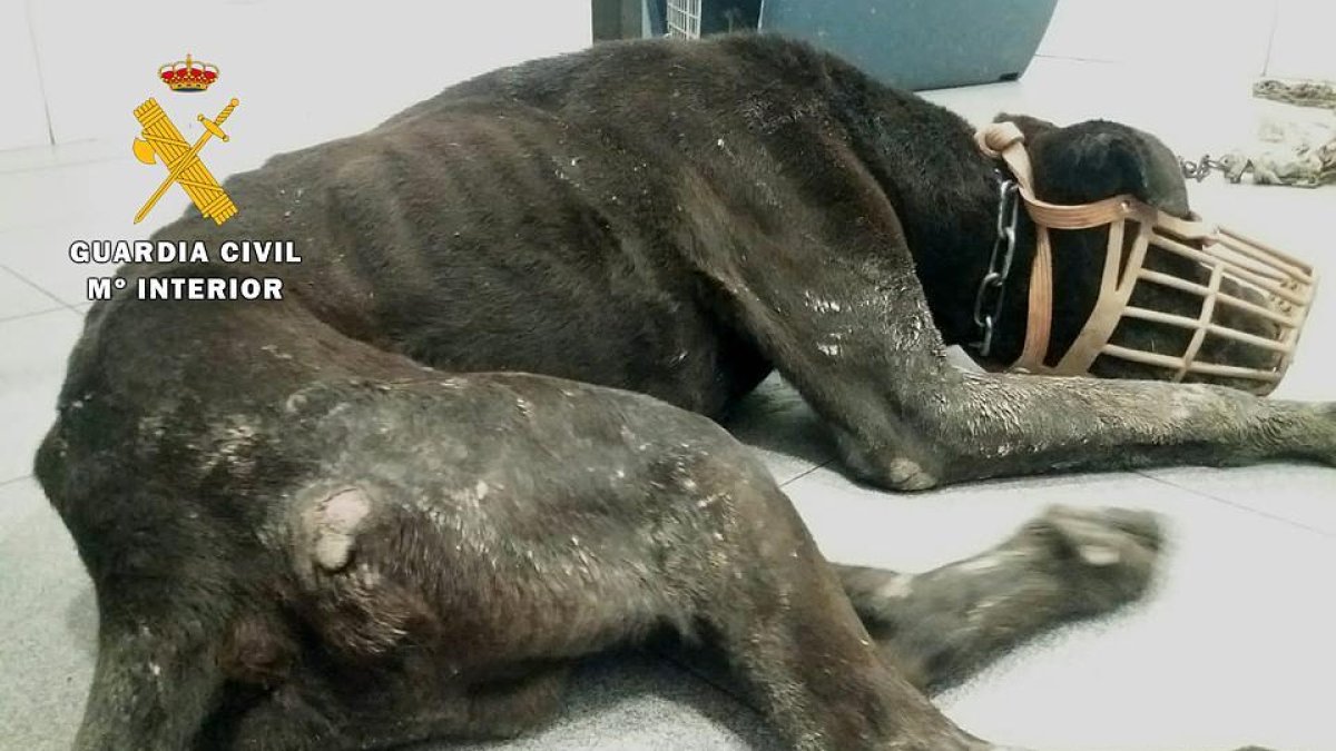 Imagen del animal maltratado.-ECB