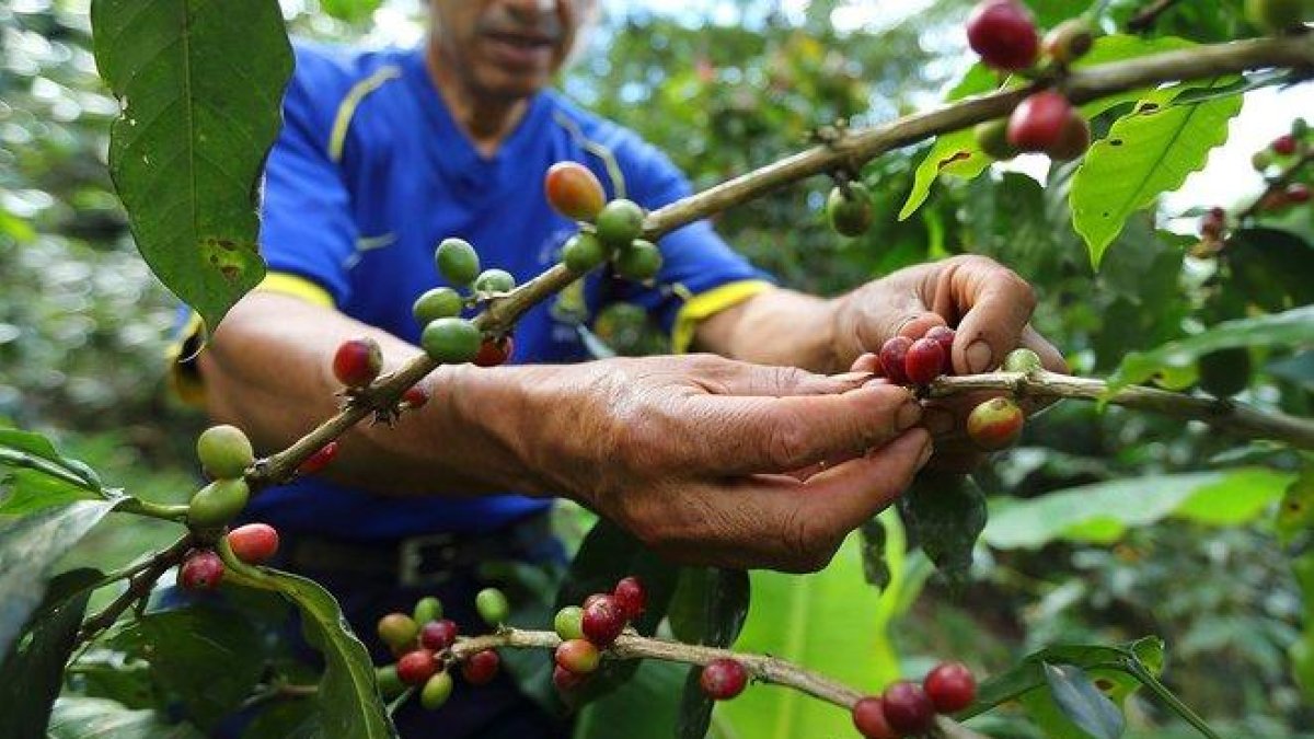 El café colombiano destacado fue sembrado en los municipios de Toribío y Miranda en el Espacio Territorial de Capacitación y Reincorporación (ETCR) de Monterredondo.-