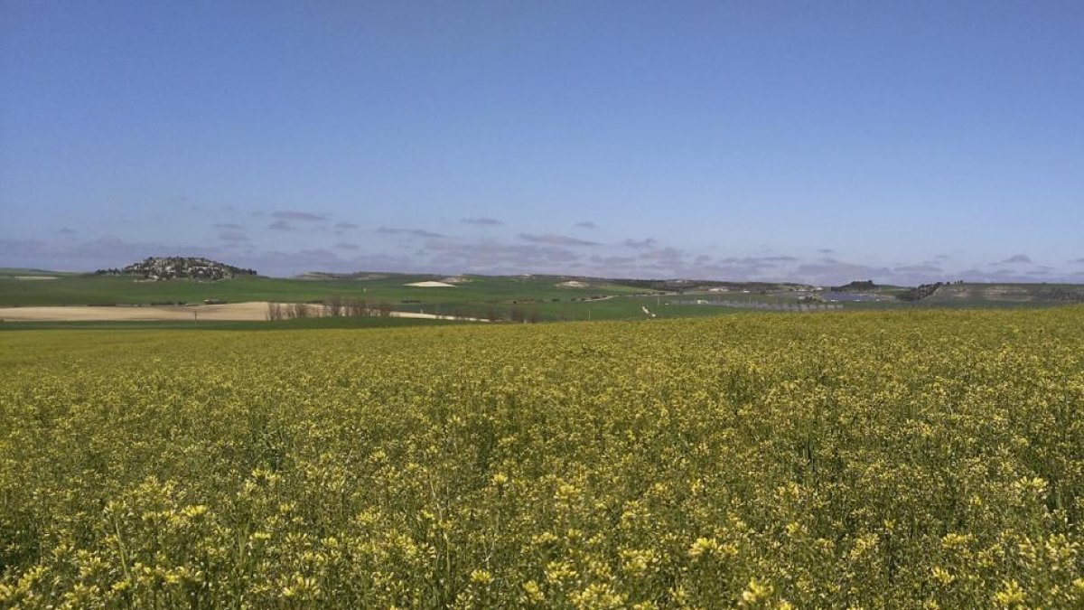 Campo de camelina en Castilla y León, un cultivo alternativo en la rotación que ofrece rentabilidad y ayudas de la PAC al agricultor.-E.M.