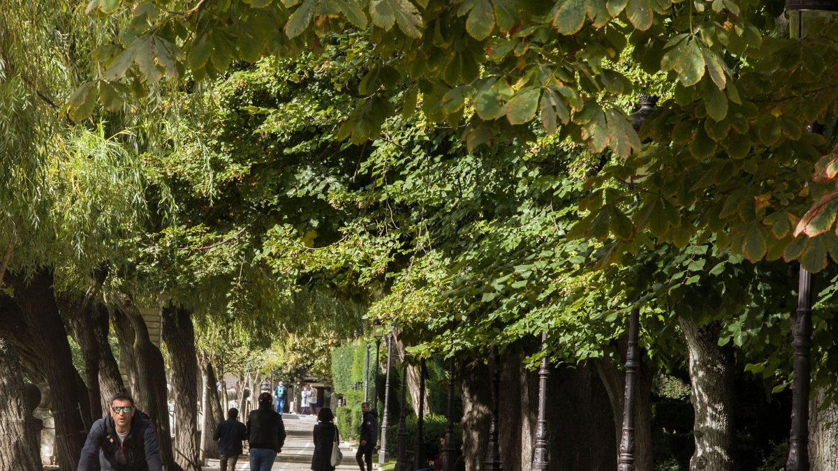 Imagen de árboles en el paseo del Espolón. TOMÁS ALONSO