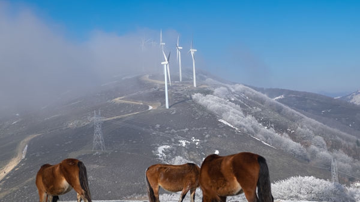 La compañía prevé alcanzar ‘la pérdida neta nula’ de biodiversidad en 2030, apostando por el impacto neto positivo en los nuevos desarrollos de infraestructuras. / IBERDROLA
