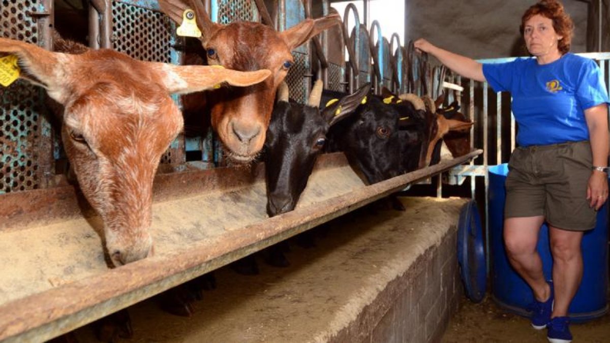 La ganadera Feli Gómez Lafuente junto a las cabras de su explotación después del ordeño diario.-ÁLVARO MARTÍNEZ