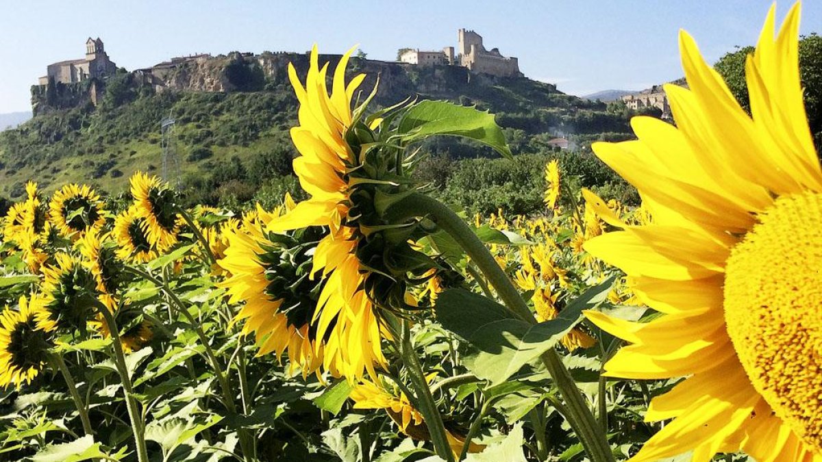 Vista panorámica de la localidad con un campo de girasoles como testigo.-ISRAEL L. MURILLO