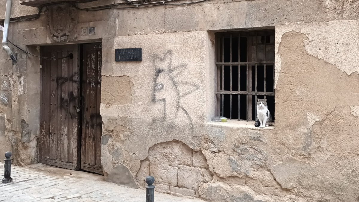 Aranda cuenta con varias colonias de gatos callejeros