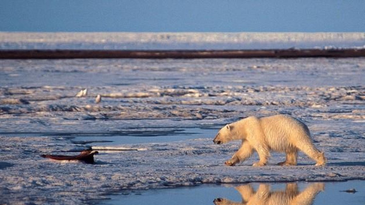 Un oso polar, en el ártico.-SUBHANKAR BANERJEE
