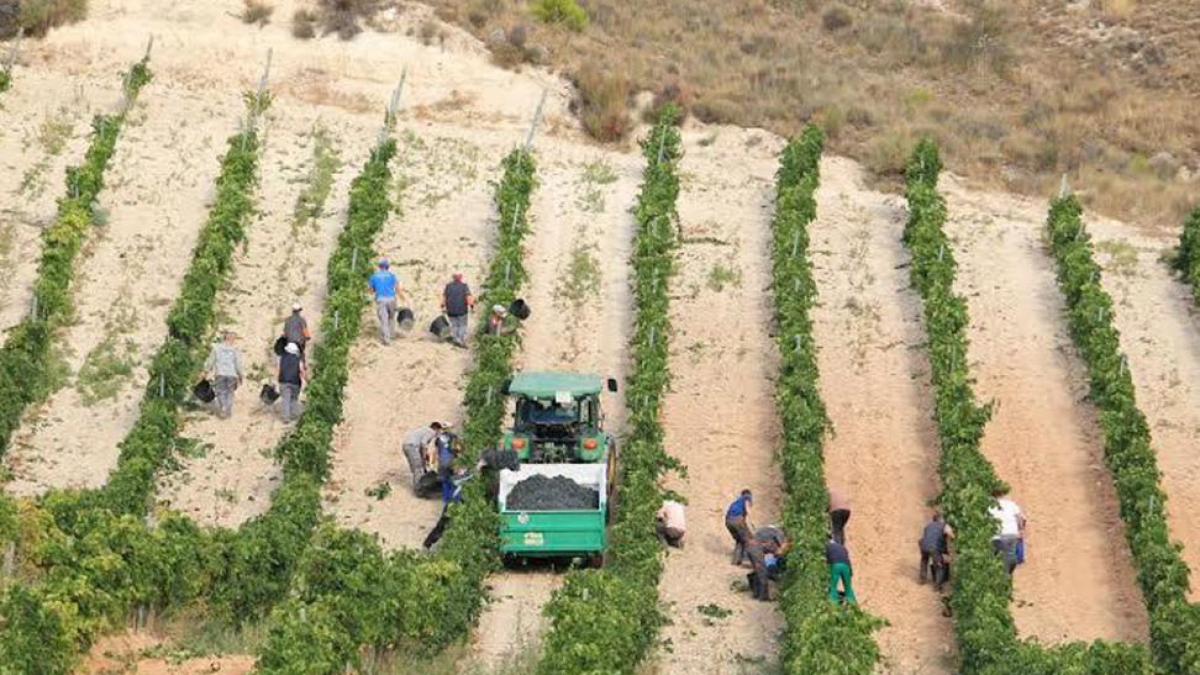 Un grupo de temporeros recoge uva en viñedos de la Ribera del Duero.