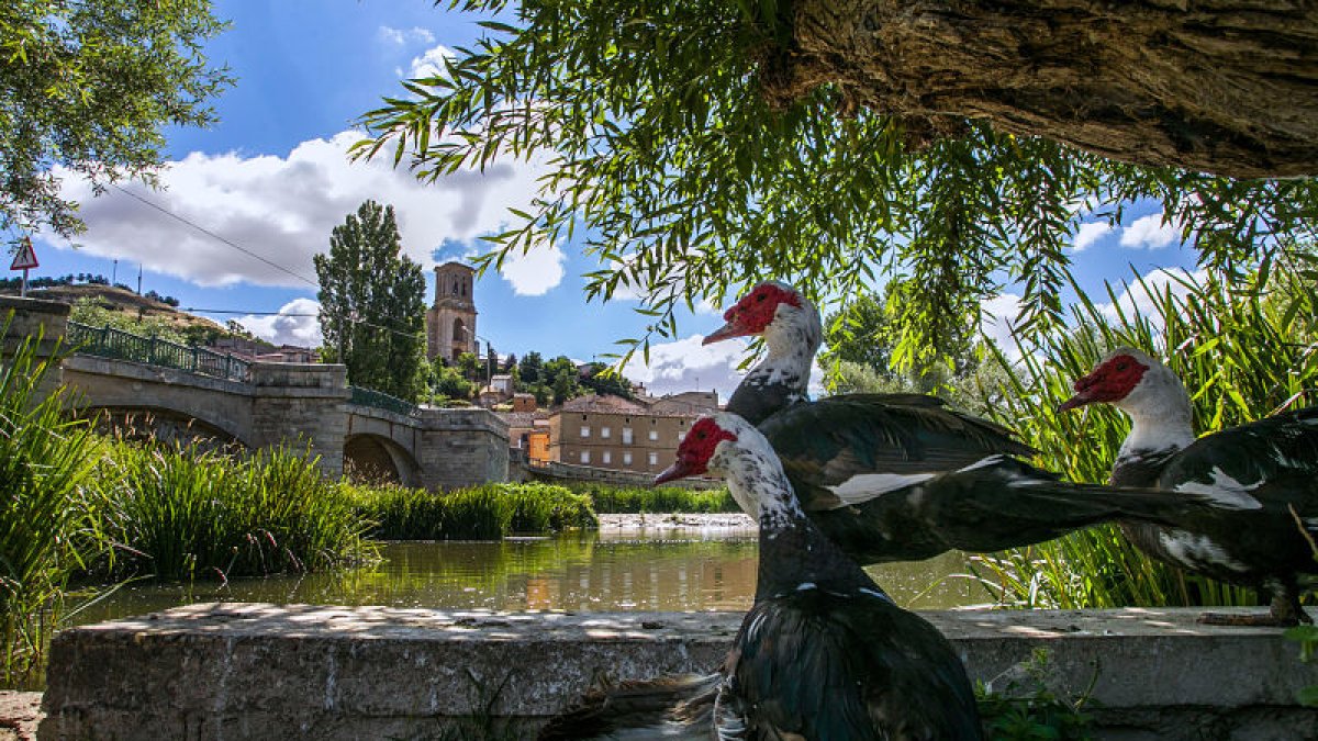 El puente gótico salva el río Arlanzó para dar acceso a la villa de Pampliega y compone una bella estampa con la iglesia de San Pedro de fondo.  FOTOS: TOMÁS ALONSO