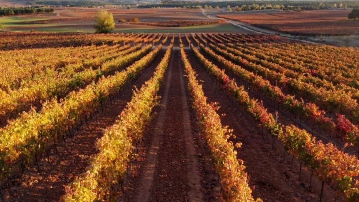 Asebor es la Asociación de las Bodegas de la Ribera del Duero