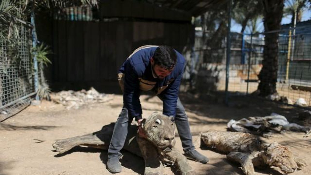 Mohammad Oweida, dueño del zoo, muestra los animales que murieron durante la guerra del 2014 en el zoo de Jan Yunis de Gaza.-IBRAHEEM ABU MUSTAFA / REUTERS