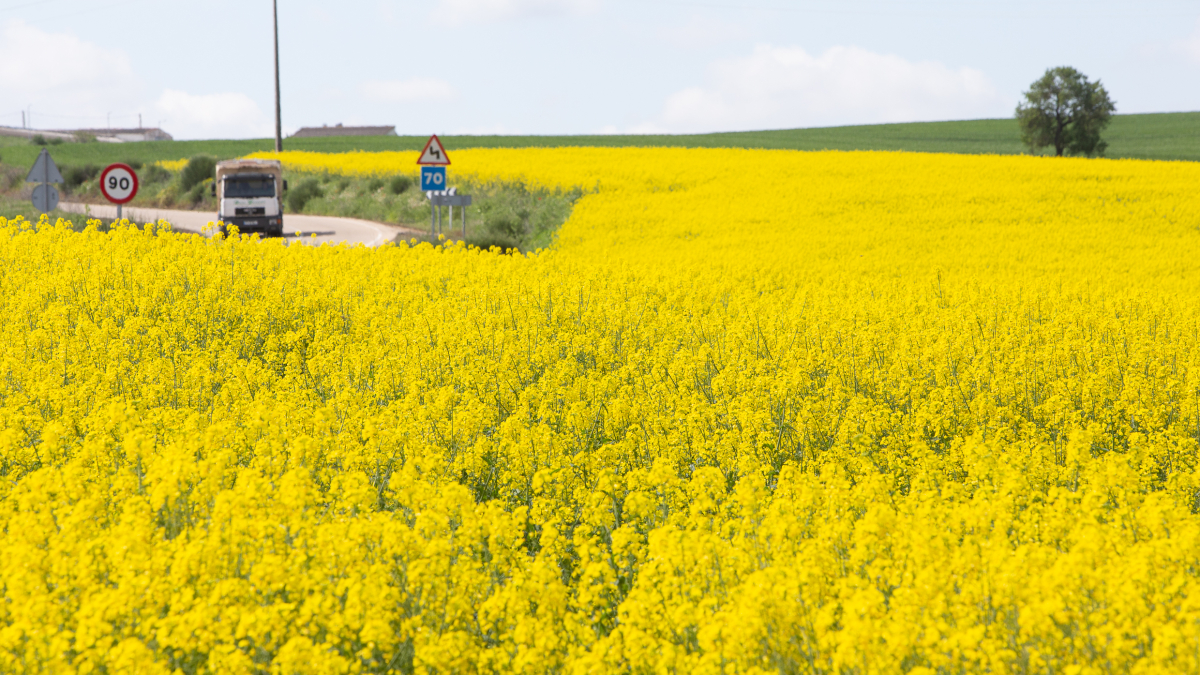 Un campo de cultivo de colza. ICAL